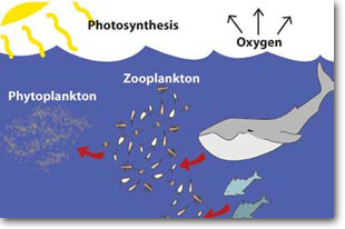 The Truth About Marine Phytoplankton