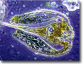 Phytonutrients - Natural Micoscopic Phytoplankton with sea minerals and vitamins.