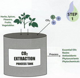 CO2 Extraction Process with phytonutrients - Step #1